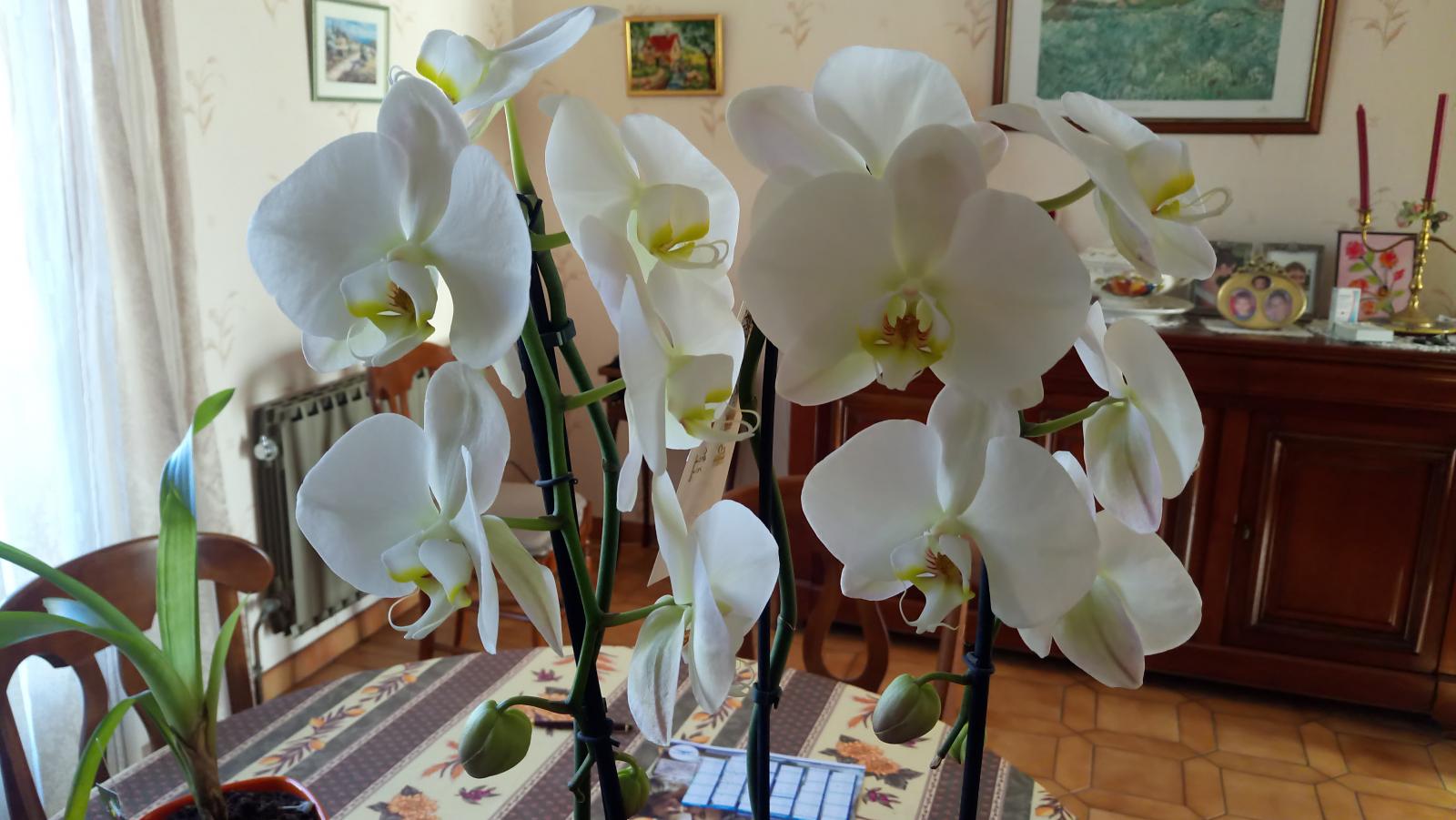 orchidée TSARINE - Questions / Réponses - Forums Orchidees.fr